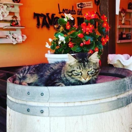 Locanda Del Tavolo Matto ポテンツァ・ピチェーナ エクステリア 写真